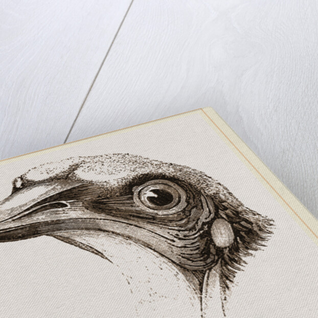 Head of Egyptian Vulture by Anonymous