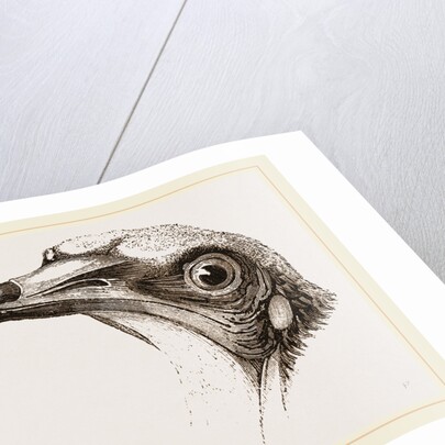 Head of Egyptian Vulture by Anonymous