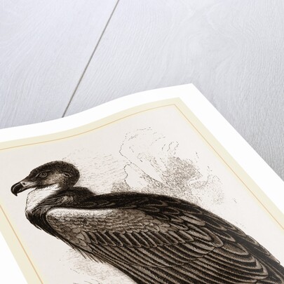 Cinereous Vulture by Anonymous