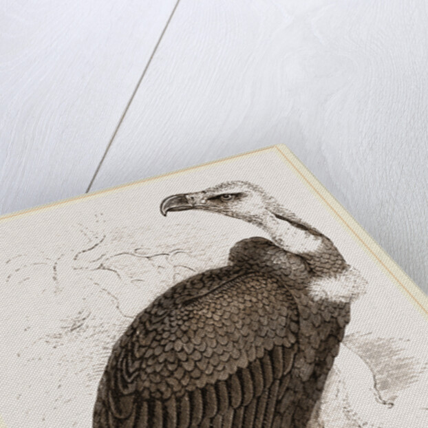 Pondicherry Vulture by Anonymous