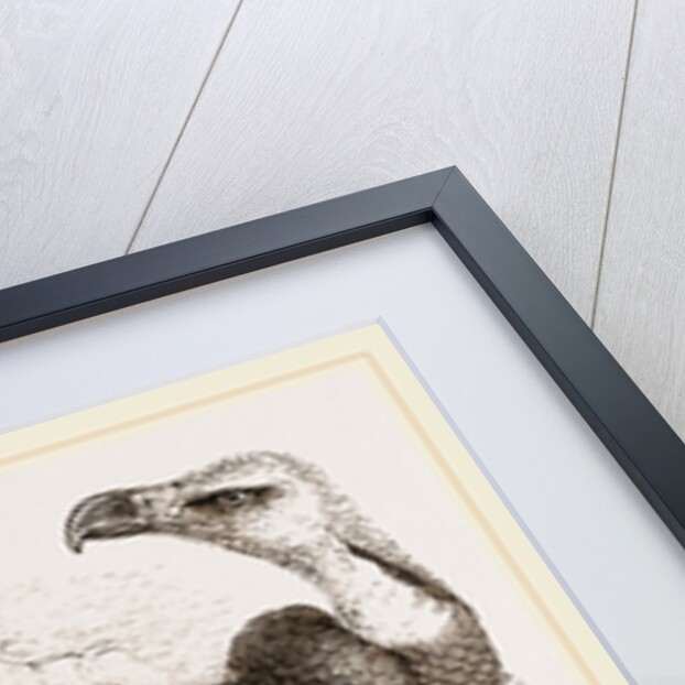 Pondicherry Vulture by Anonymous