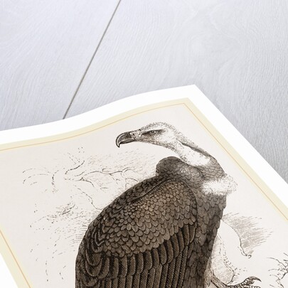Pondicherry Vulture by Anonymous