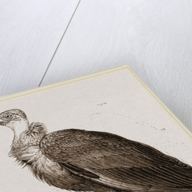 Cinereous Vulture by Anonymous