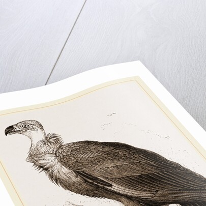 Cinereous Vulture by Anonymous