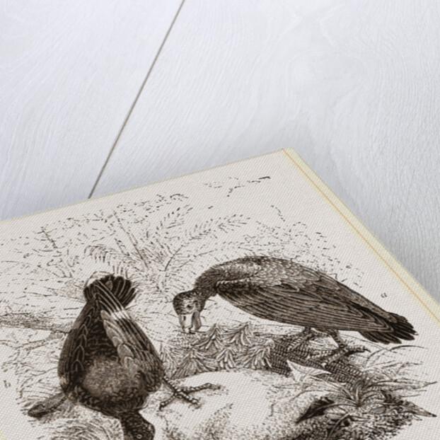 Turkey-Buzzard, Black Vulture by Anonymous