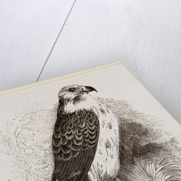 Buzzard by Anonymous