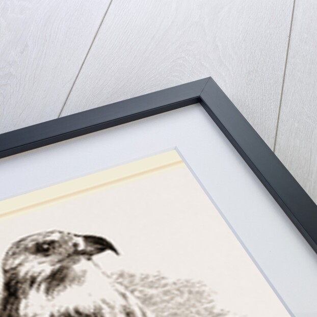 Buzzard by Anonymous