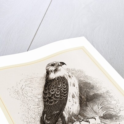 Buzzard by Anonymous
