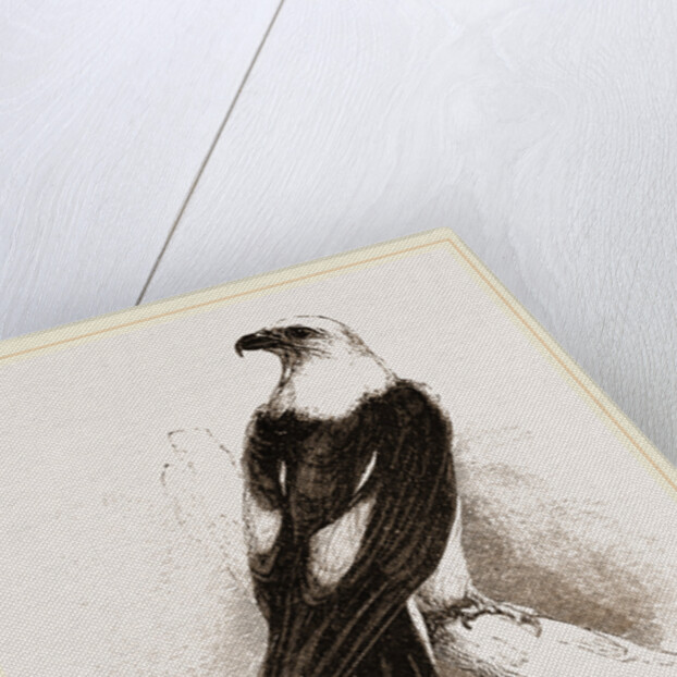 Swallow-tailed Hawk by Anonymous