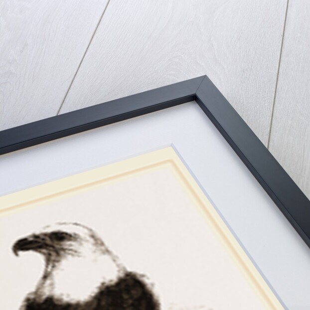 Swallow-tailed Hawk by Anonymous