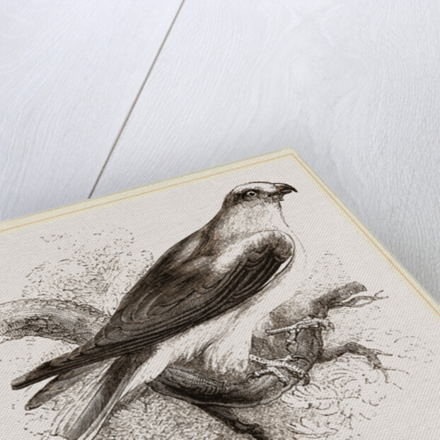 Black-winged Swallow Hawk by Anonymous