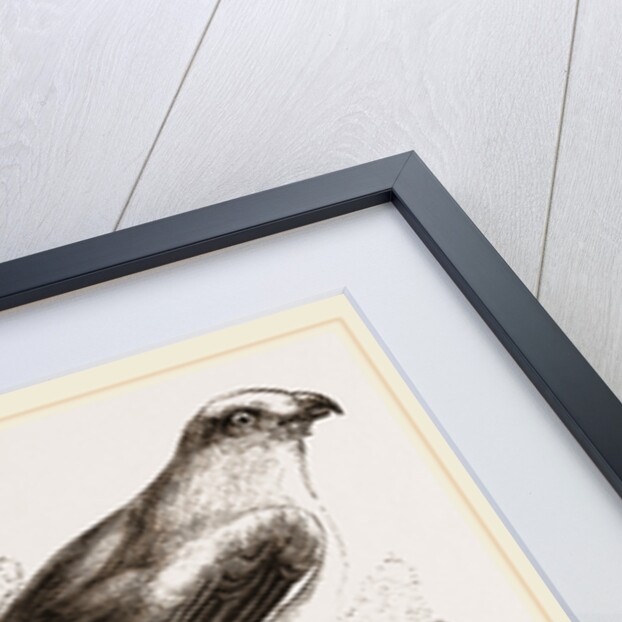 Black-winged Swallow Hawk by Anonymous
