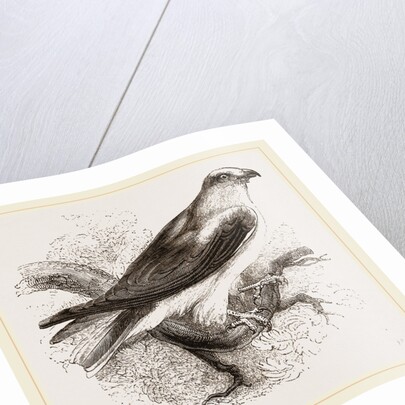 Black-winged Swallow Hawk by Anonymous