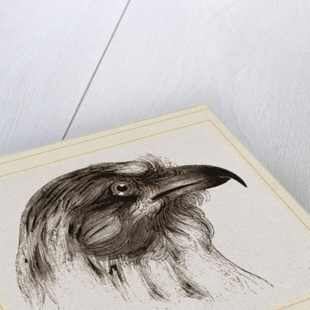 Moor Harrier by Anonymous