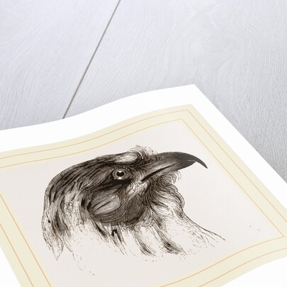 Moor Harrier by Anonymous