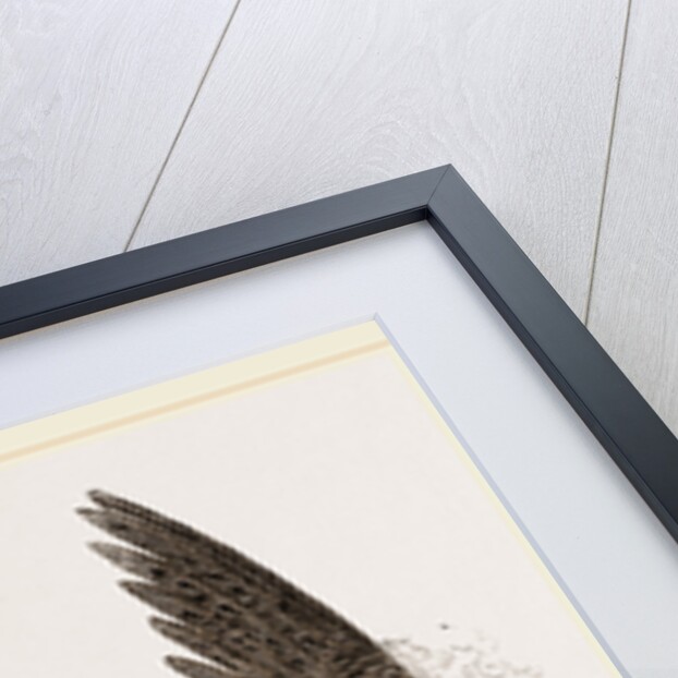 Buzzard by Anonymous