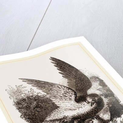Buzzard by Anonymous
