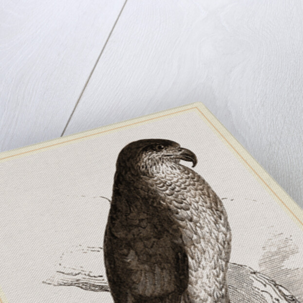 Goshawk by Anonymous