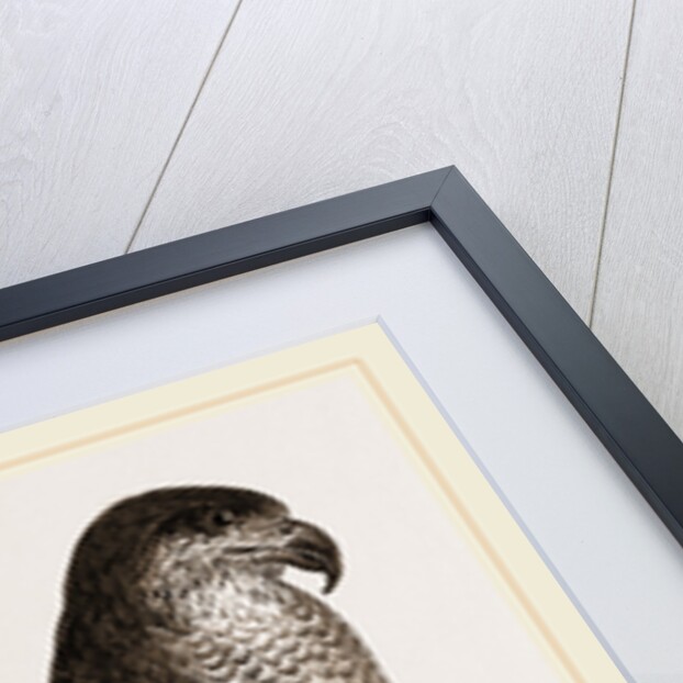 Goshawk by Anonymous