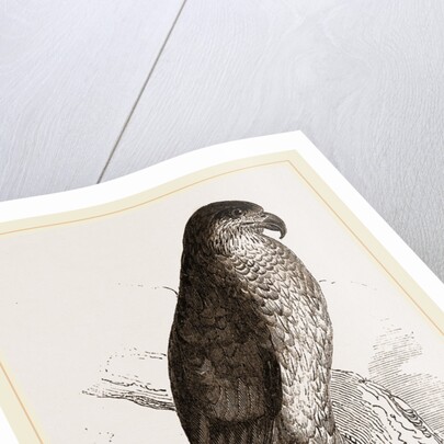 Goshawk by Anonymous