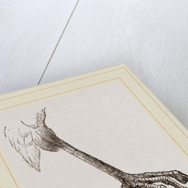Foot of Sparrow-Hawk by Anonymous