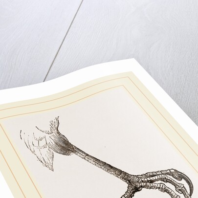Foot of Sparrow-Hawk by Anonymous