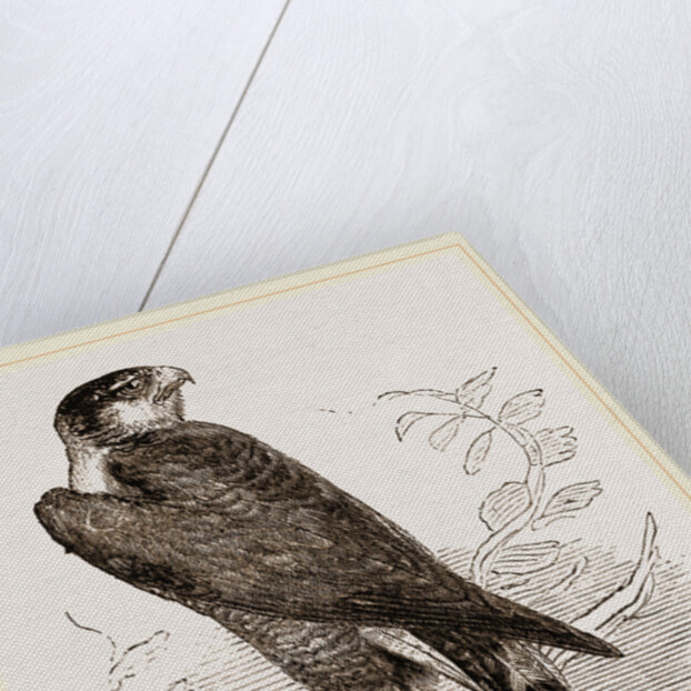 Sparrow-Hawk by Anonymous