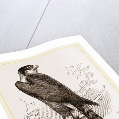 Sparrow-Hawk by Anonymous