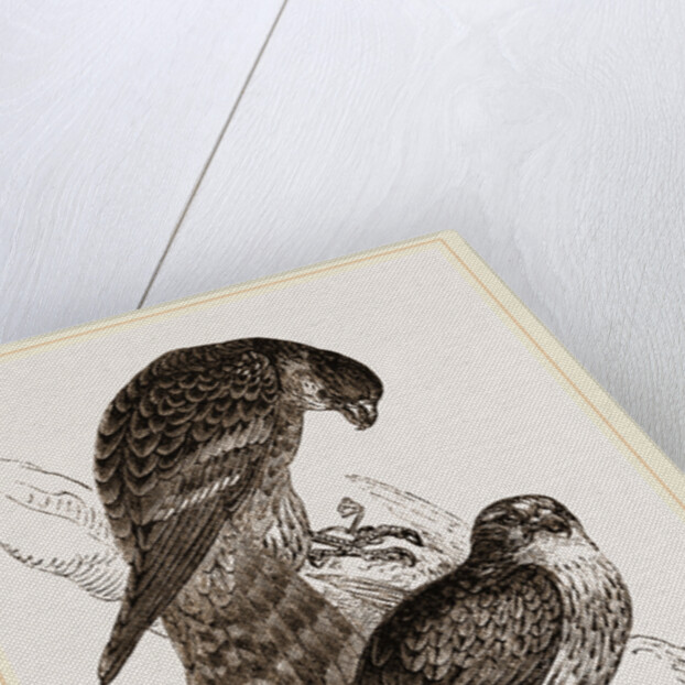 Merlins by Anonymous