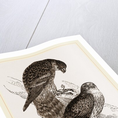 Merlins by Anonymous