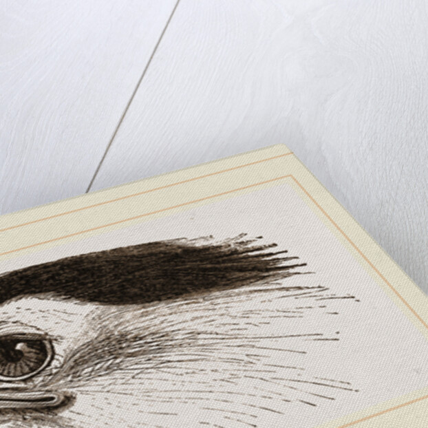 Head of Secretary-bird by Anonymous