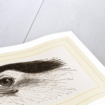 Head of Secretary-bird by Anonymous