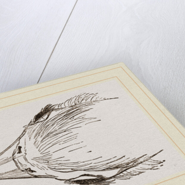 Head of Secretary-bird by Anonymous