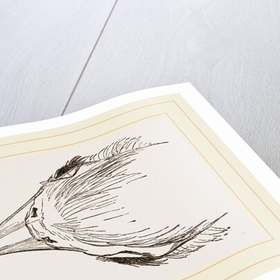 Head of Secretary-bird by Anonymous