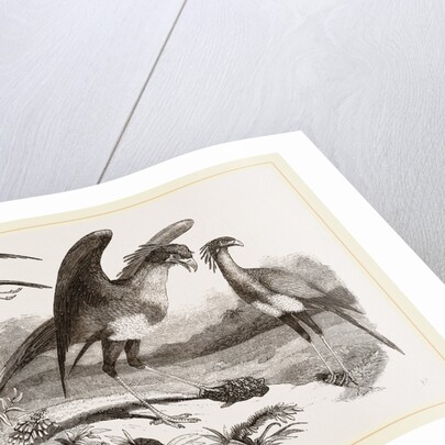 Secretary-birds by Anonymous