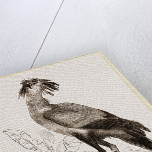 Secretary-bird by Anonymous