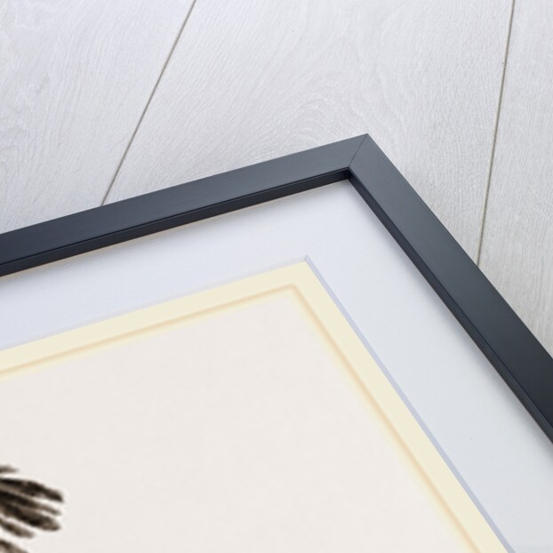 Secretary-bird by Anonymous