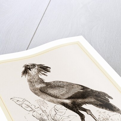 Secretary-bird by Anonymous