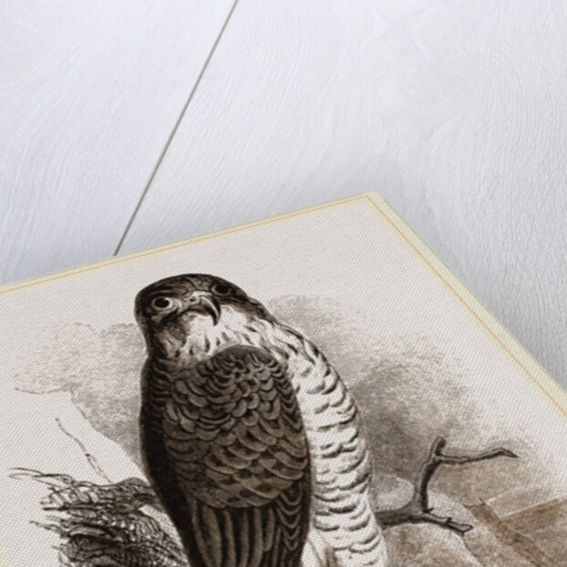 Peregrine Falcon by Anonymous