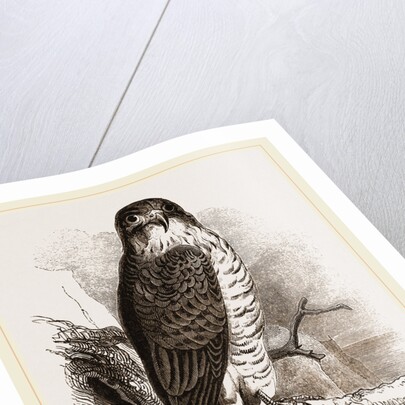 Peregrine Falcon by Anonymous