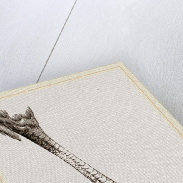 Foot of Brazilian Eagle by Anonymous