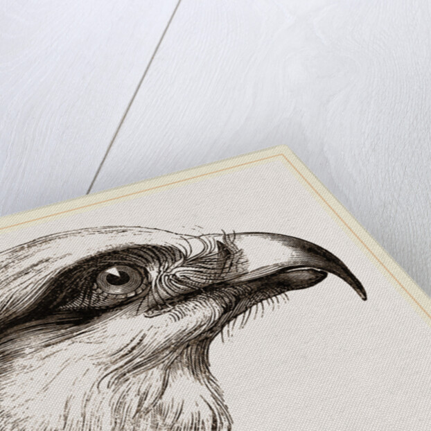 Head of Short toed Circaetus by Anonymous