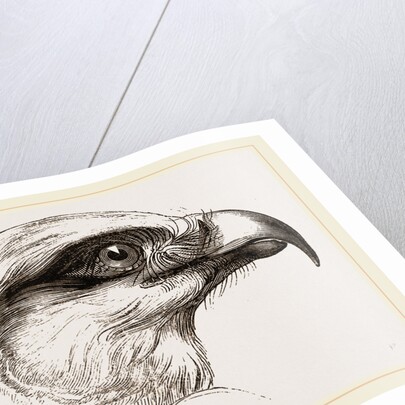 Head of Short toed Circaetus by Anonymous