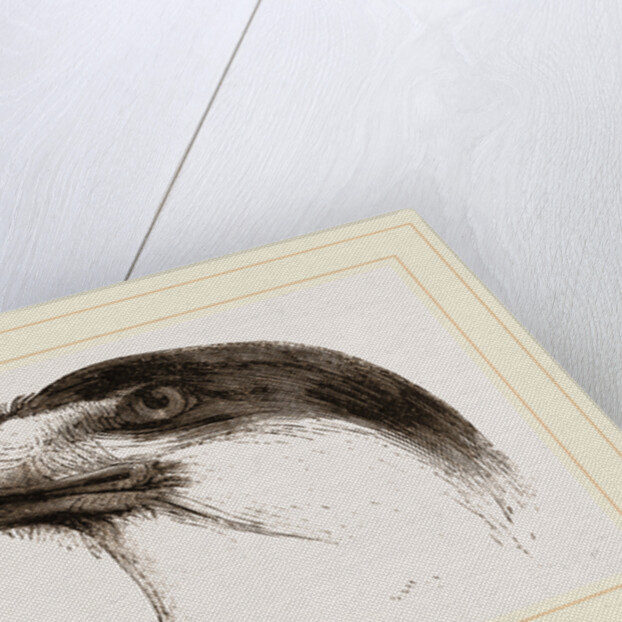 Head of Brazilian Caracara by Anonymous