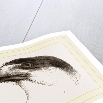 Head of Brazilian Caracara by Anonymous