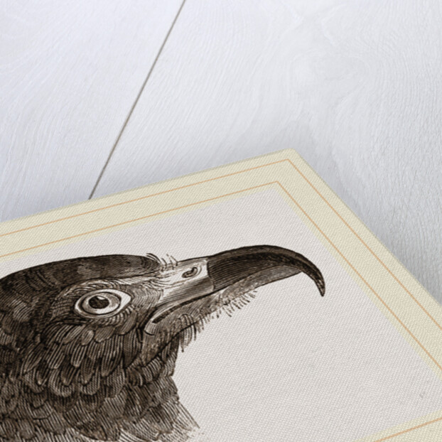 Head of Hook-billed Cymindis by Anonymous