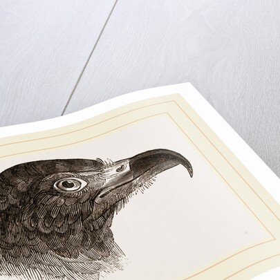 Head of Hook-billed Cymindis by Anonymous