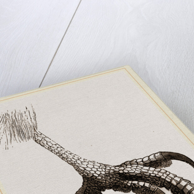 Foot of Short toed Circaetus by Anonymous
