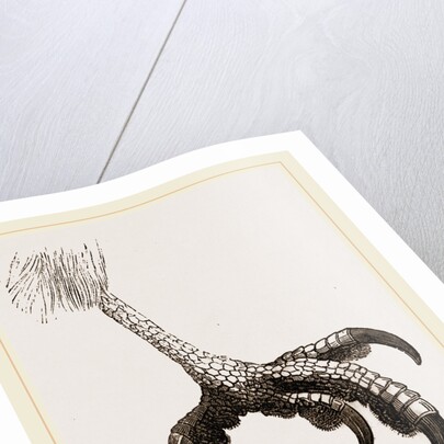 Foot of Short toed Circaetus by Anonymous