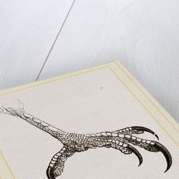 Foot of Hook-billed Cymindis by Anonymous
